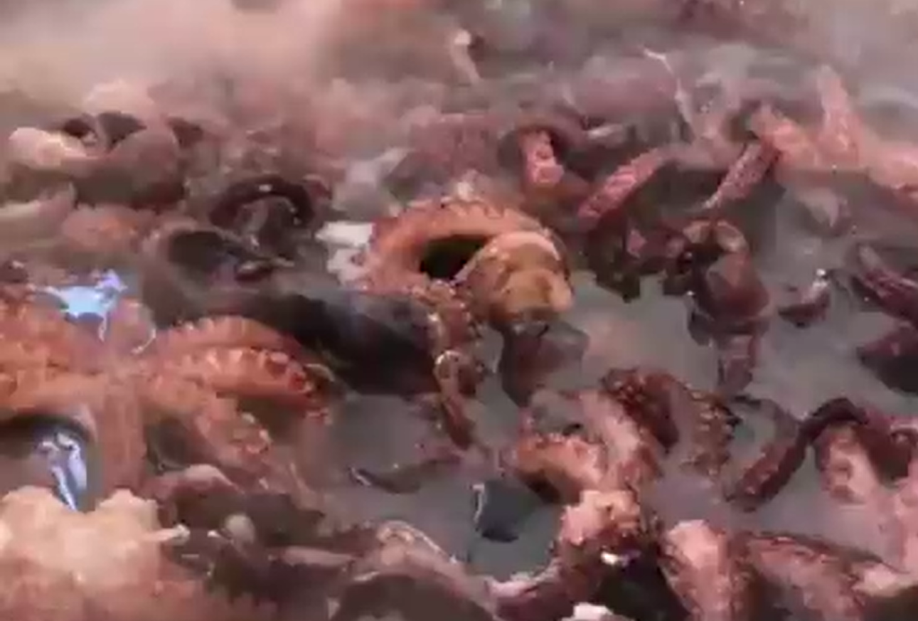 💬💬💬🐙😉